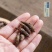 中药材特级野生香附子香附茶生香附片醋香附子制香附子粉