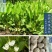 中药材泽泻野生无硫大片盐泽泻磨粉泽泄炒泽泻干片熬汤养生茶