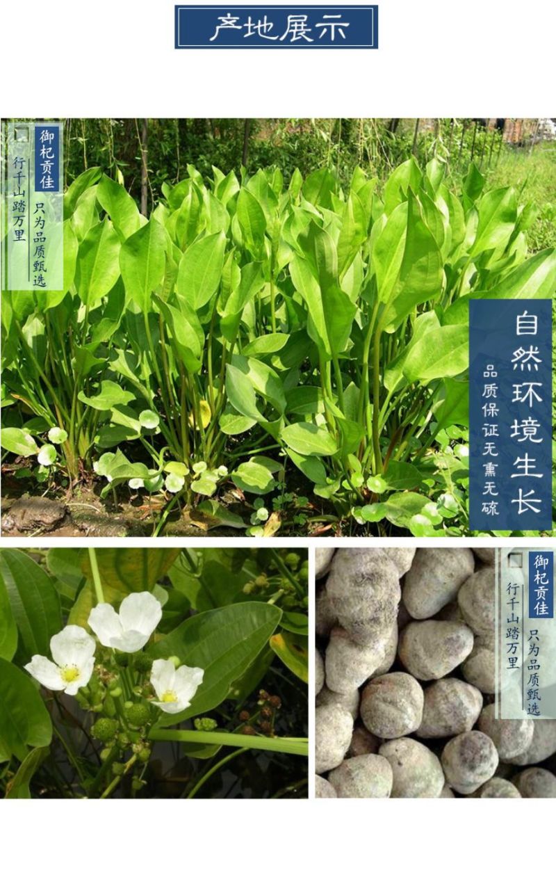 中药材泽泻野生无硫大片盐泽泻磨粉泽泄炒泽泻干片熬汤养生茶