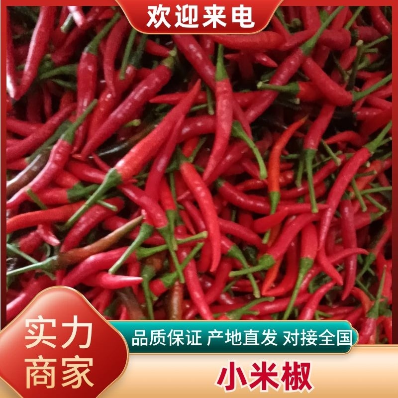精品辣椒小米椒一手货源基地直发保质保量价格美丽