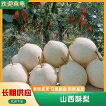 梨/山西酥梨产地直供现摘现发脆甜多汁香甜可口欢迎联系