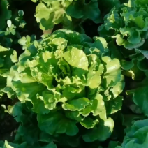 云南泡沫箱意大利生菜批发基地专业培育生菜精品生菜