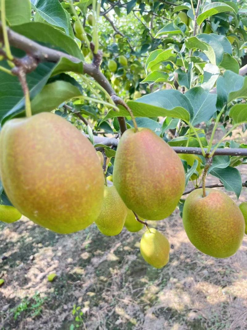 绥中县红香酥梨大量供应价格优惠一手货源支持视频看货