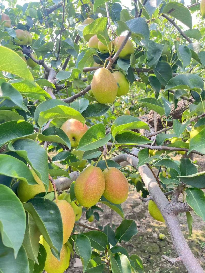 绥中县红香酥梨大量供应价格优惠一手货源支持视频看货