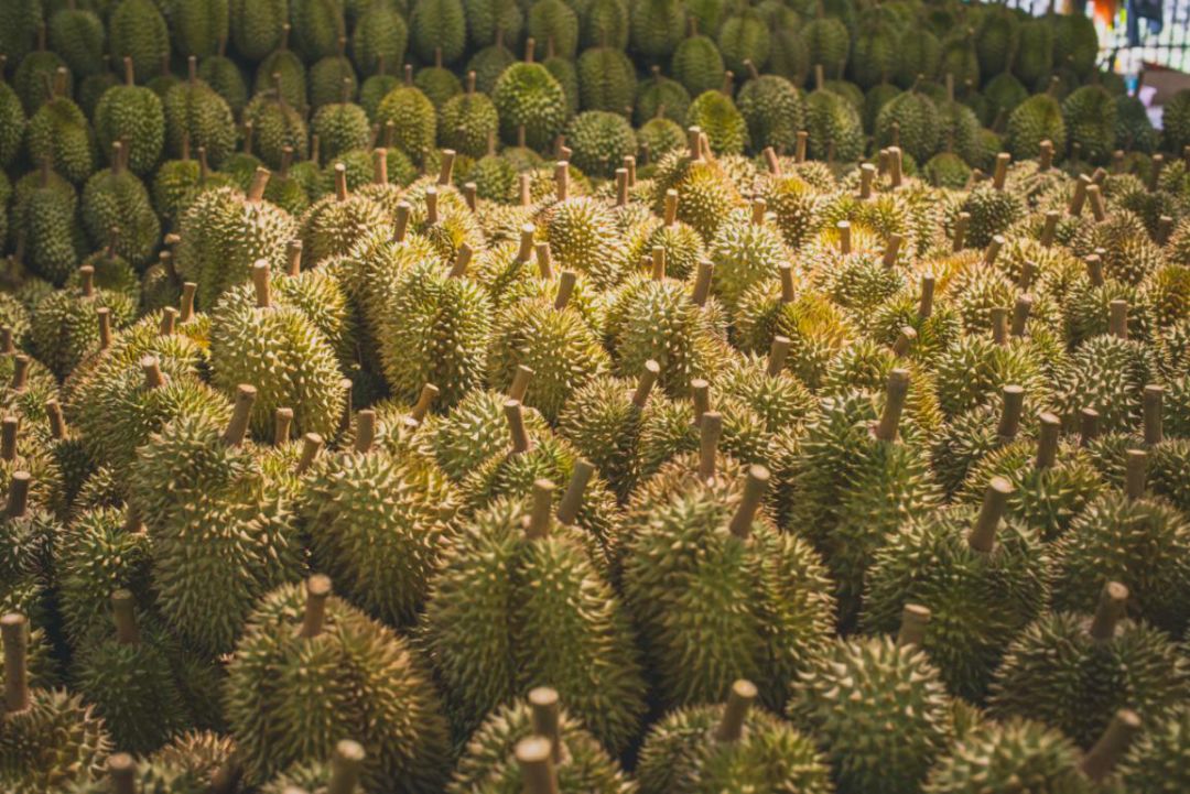 金枕头榴莲果柄部位展示