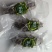 长岛海参，15g（6cm）/只精品海参欢迎各地客商来电洽谈