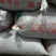陕西野生毛栗，栗子，野生板栗，欢迎各位老板前来选购