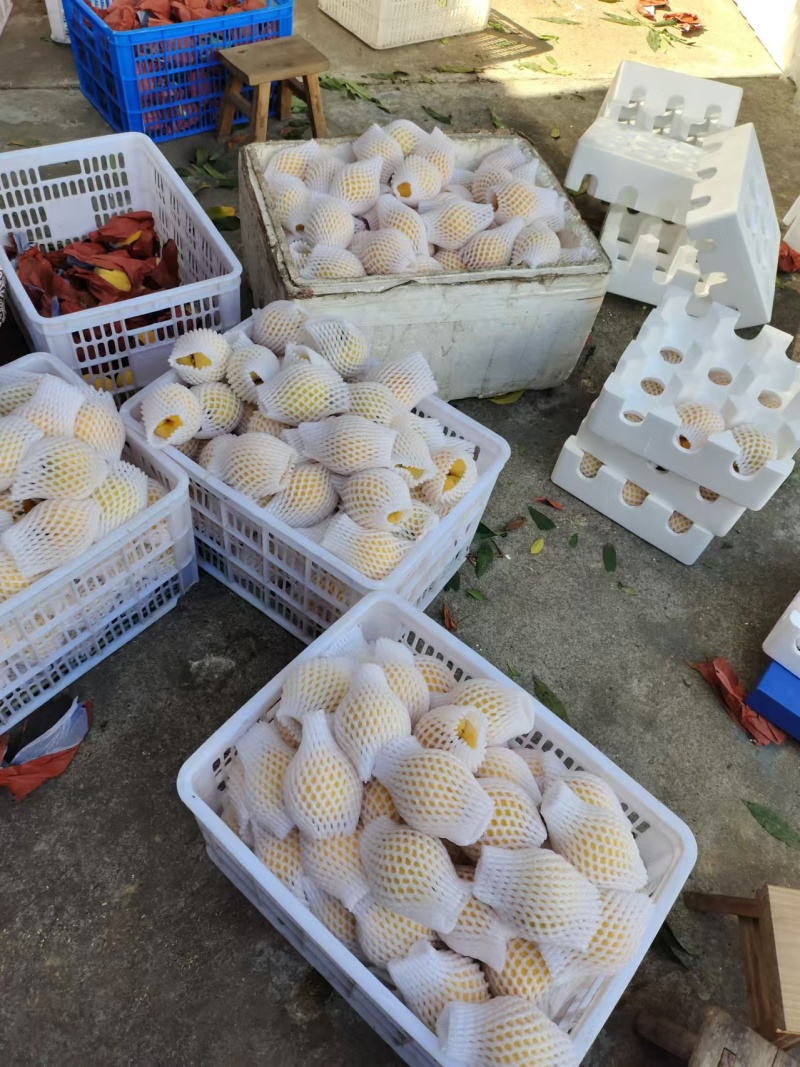 湖南冬桃产地直供品质保证包邮一件代发颜色好糖度高