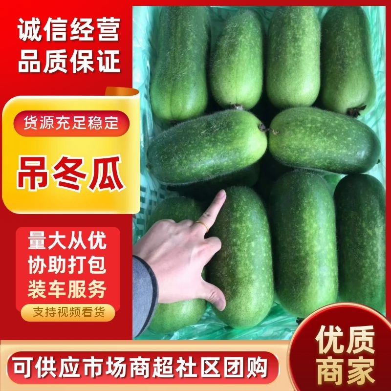 山东潍坊寿光黑皮小冬瓜全年有货产地直销精品食堂