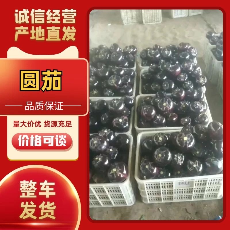 山东寿光精品紫光圆茄全年有货支持各种平台