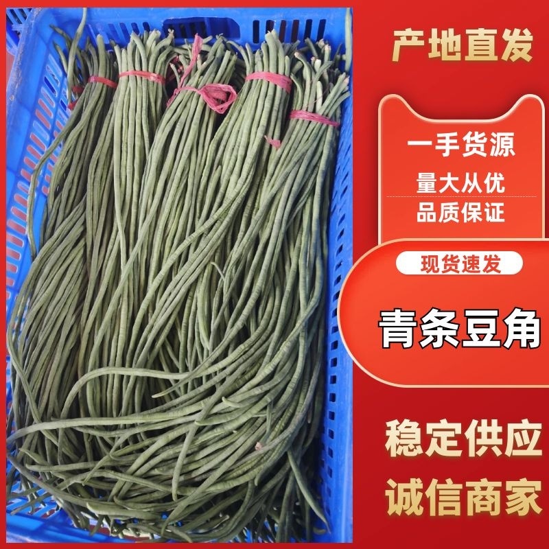 山东精品青条豆角大量上市，长度60~80。一收货源，