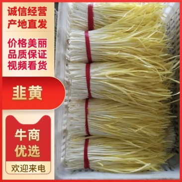 【热卖】韭黄产地直发货源充足可视频看货