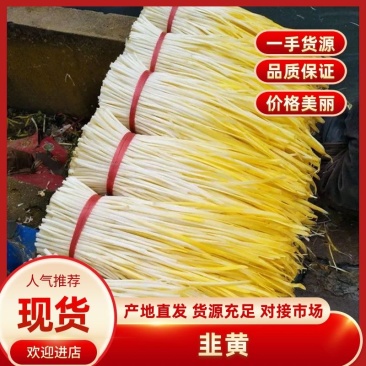 精品韭黄价格美丽质量有保障全国发货可视频看货
