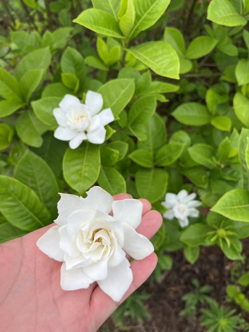 栀子花苗成活率高保证正品全国发货规格齐全