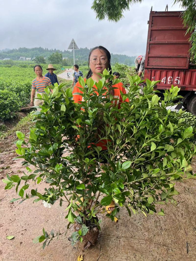栀子花苗成活率高保证正品全国发货规格齐全