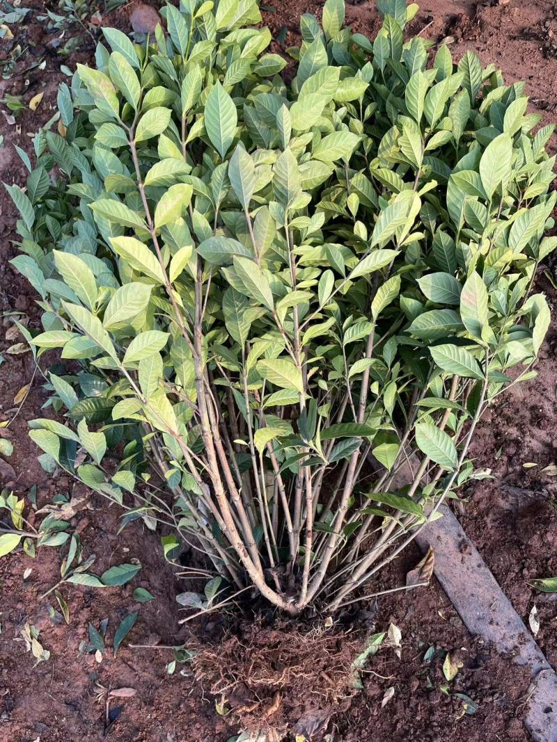 栀子花苗，高度80公分，成活率高，提供技术指导