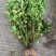 栀子花苗，高度80公分，成活率高，提供技术指导