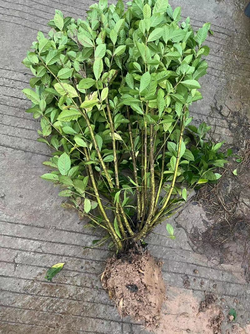 栀子花苗，高度80公分，成活率高，提供技术指导
