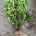 栀子花苗，高度80公分，成活率高，提供技术指导