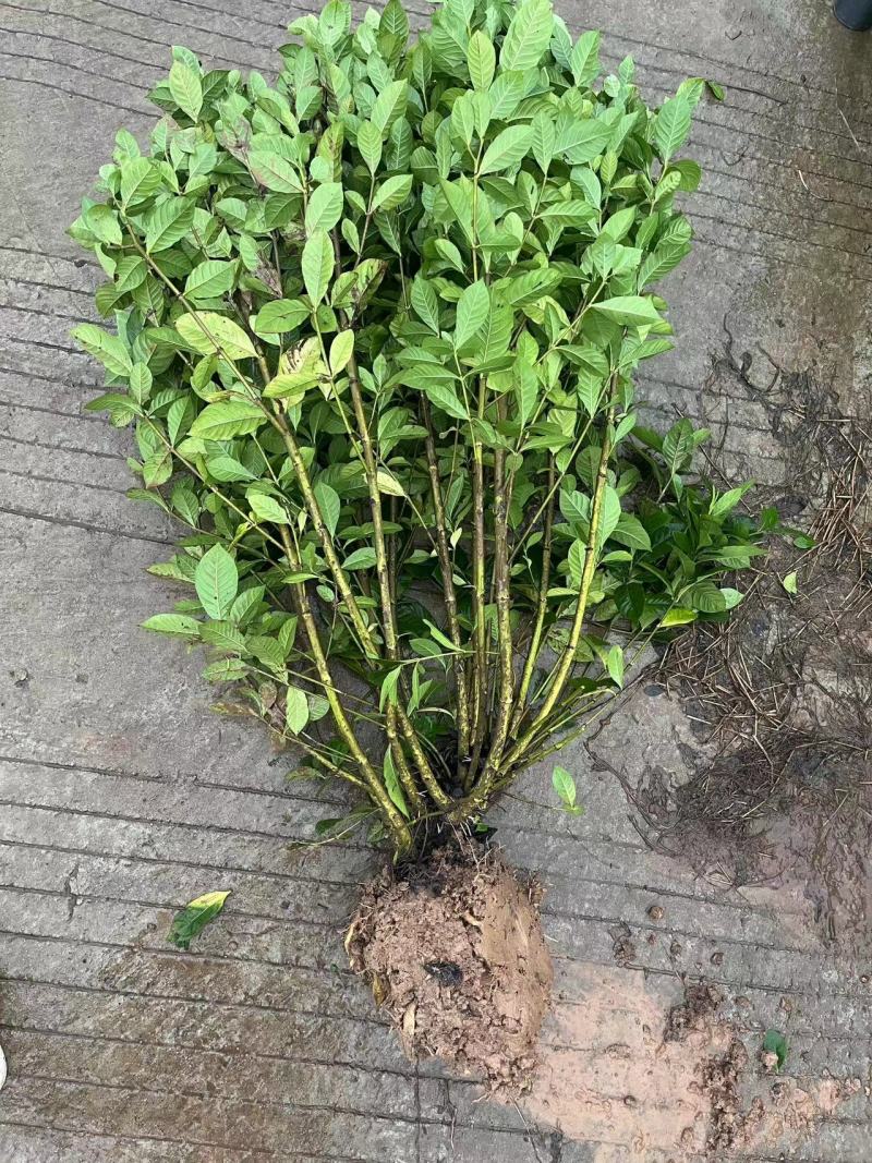 栀子花苗，高度80公分，成活率高，提供技术指导