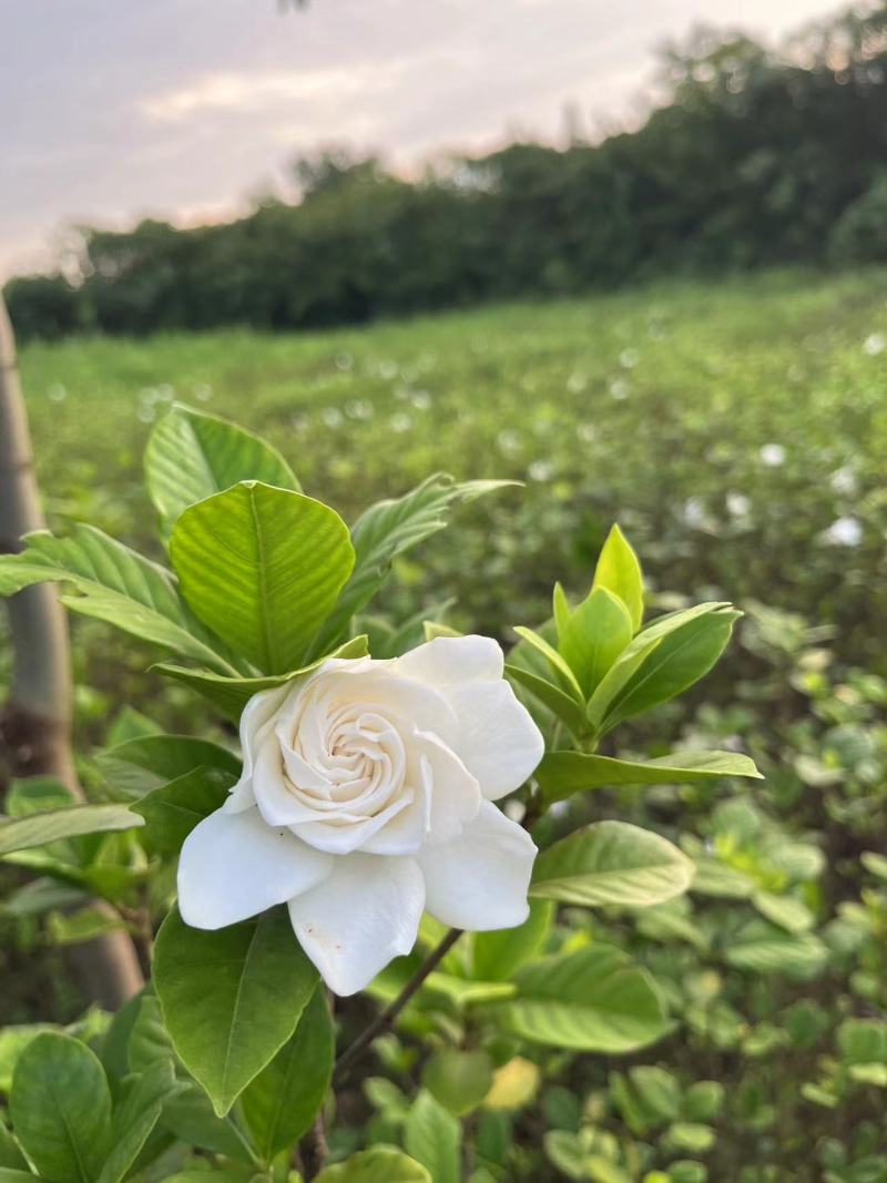 栀子花苗，高度80公分，成活率高，提供技术指导