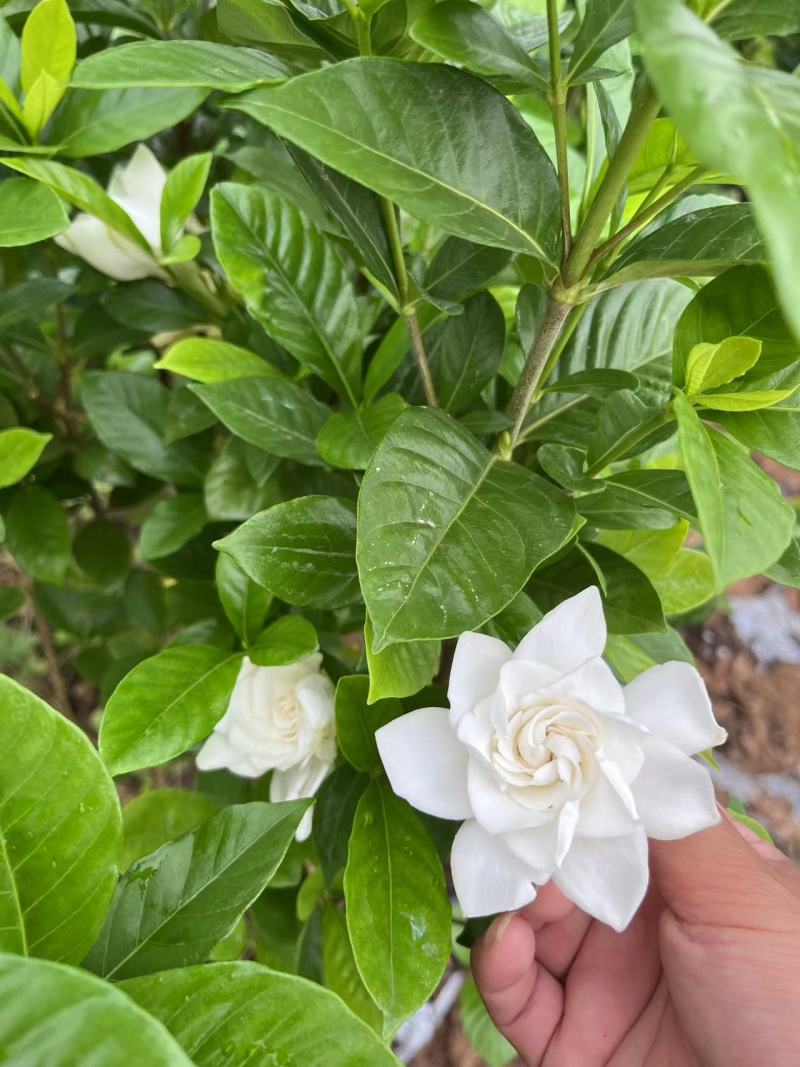 栀子花苗，高度80公分，成活率高，提供技术指导