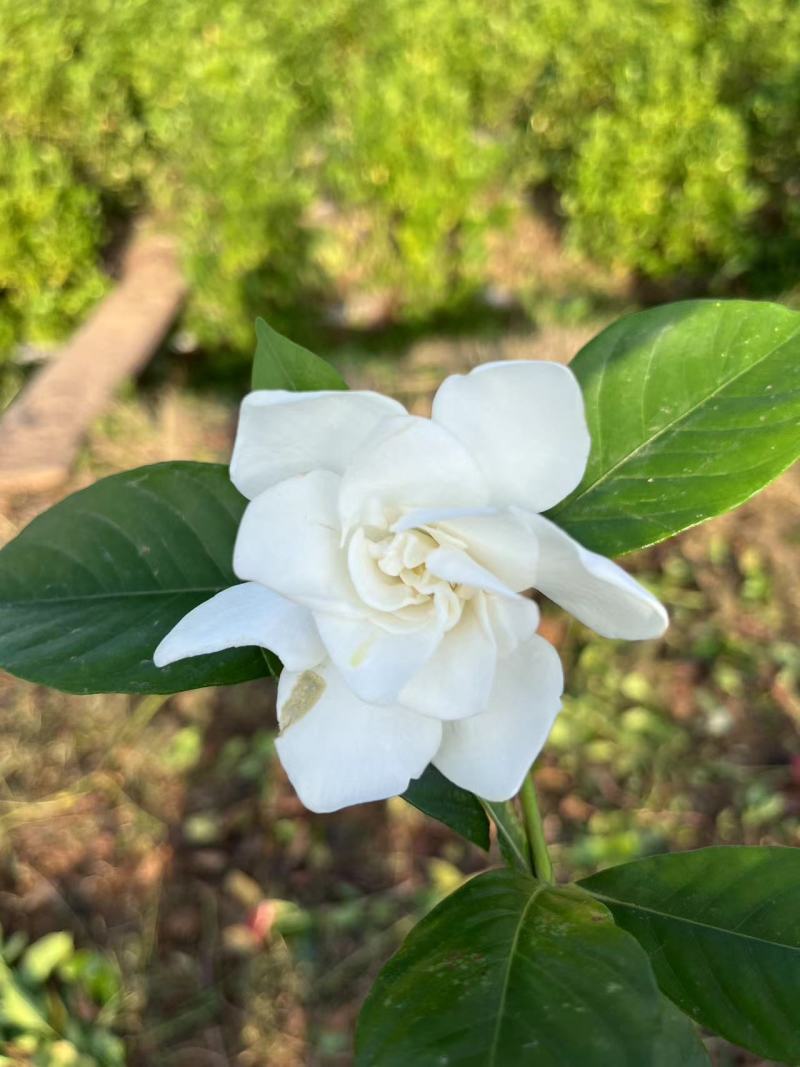 栀子花苗，高度80公分，成活率高，提供技术指导