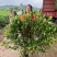 栀子花苗，高度80公分，成活率高，提供技术指导