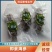长岛海参，15g（6cm）/只精品海参欢迎各地客商来电洽谈