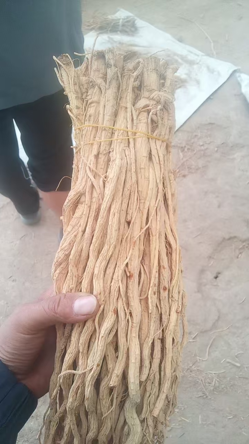 甘肃定西关防风，产地直发货源保证，欢迎来电合作
