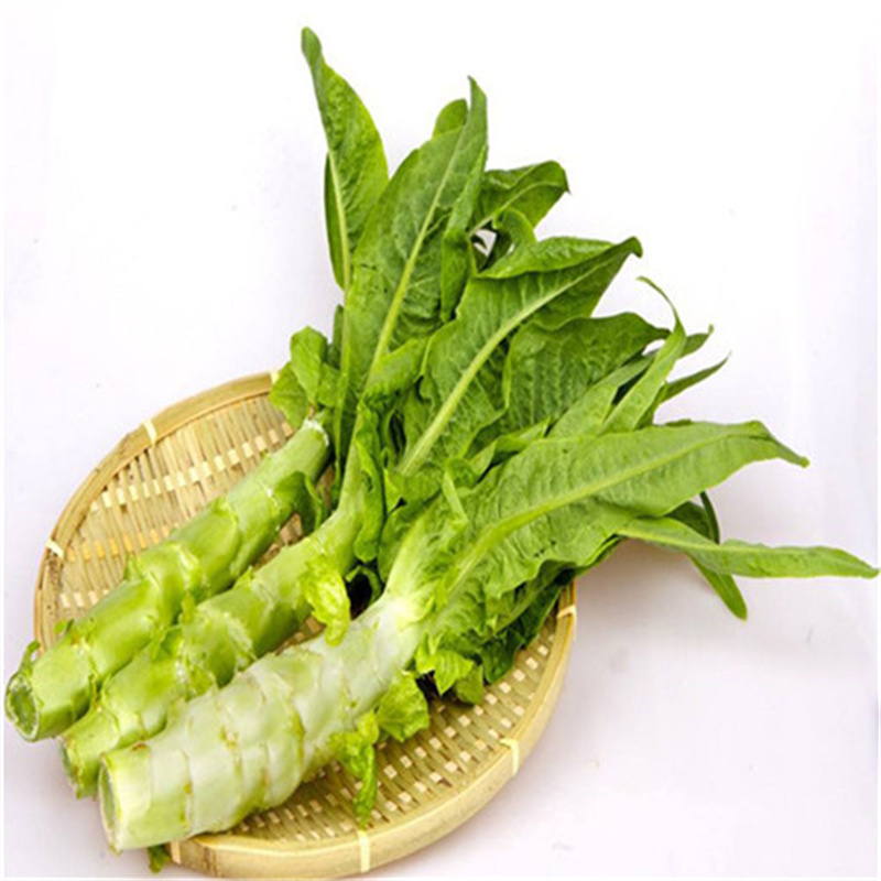 圆叶莴笋种子金刚罗汉纯香型耐热耐寒莴苣种子