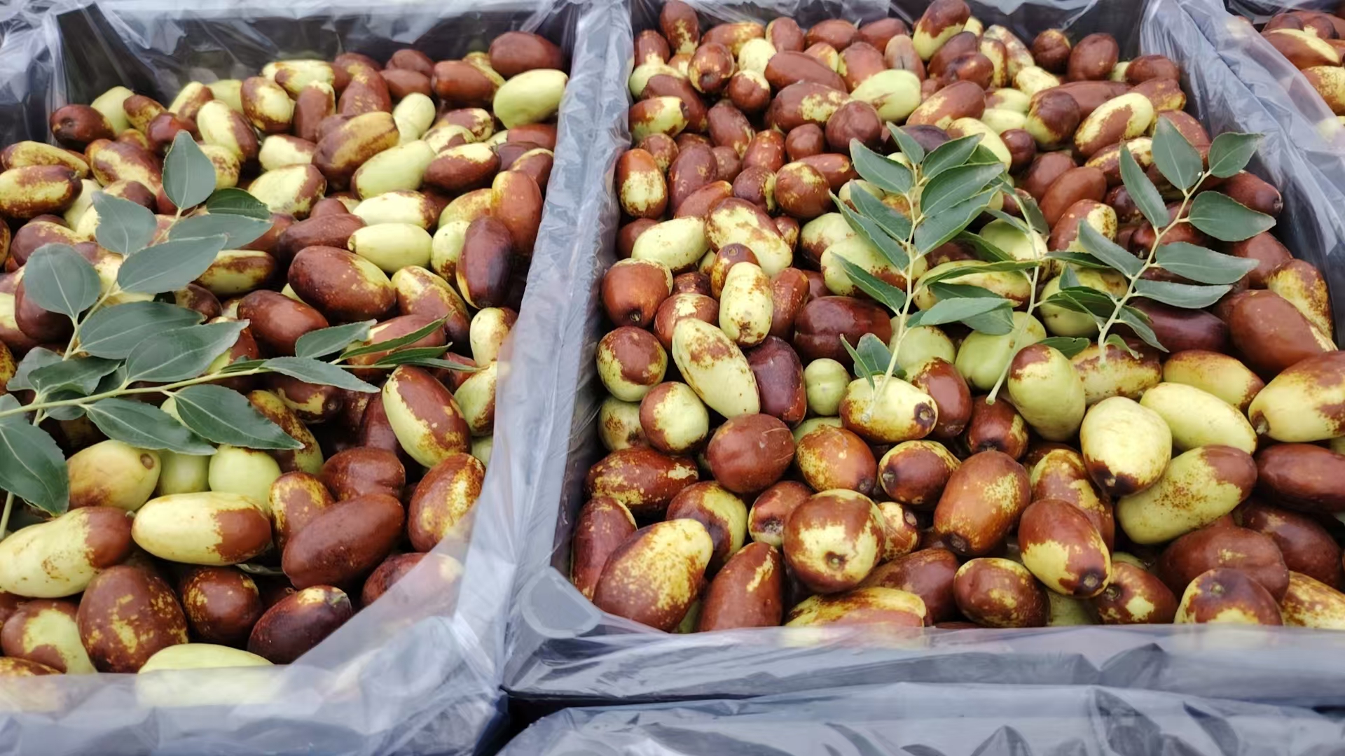 一张信息可视化图表,横向对比鲜长枣、干长枣、煮长枣三种状态下的热量(kcal/100g)、碳水化合物(g)、膳食纤维(g)、维生素C(mg)含量,数据清晰标注,配色柔和专业,适用于科普宣传 长枣营养成分对比图表