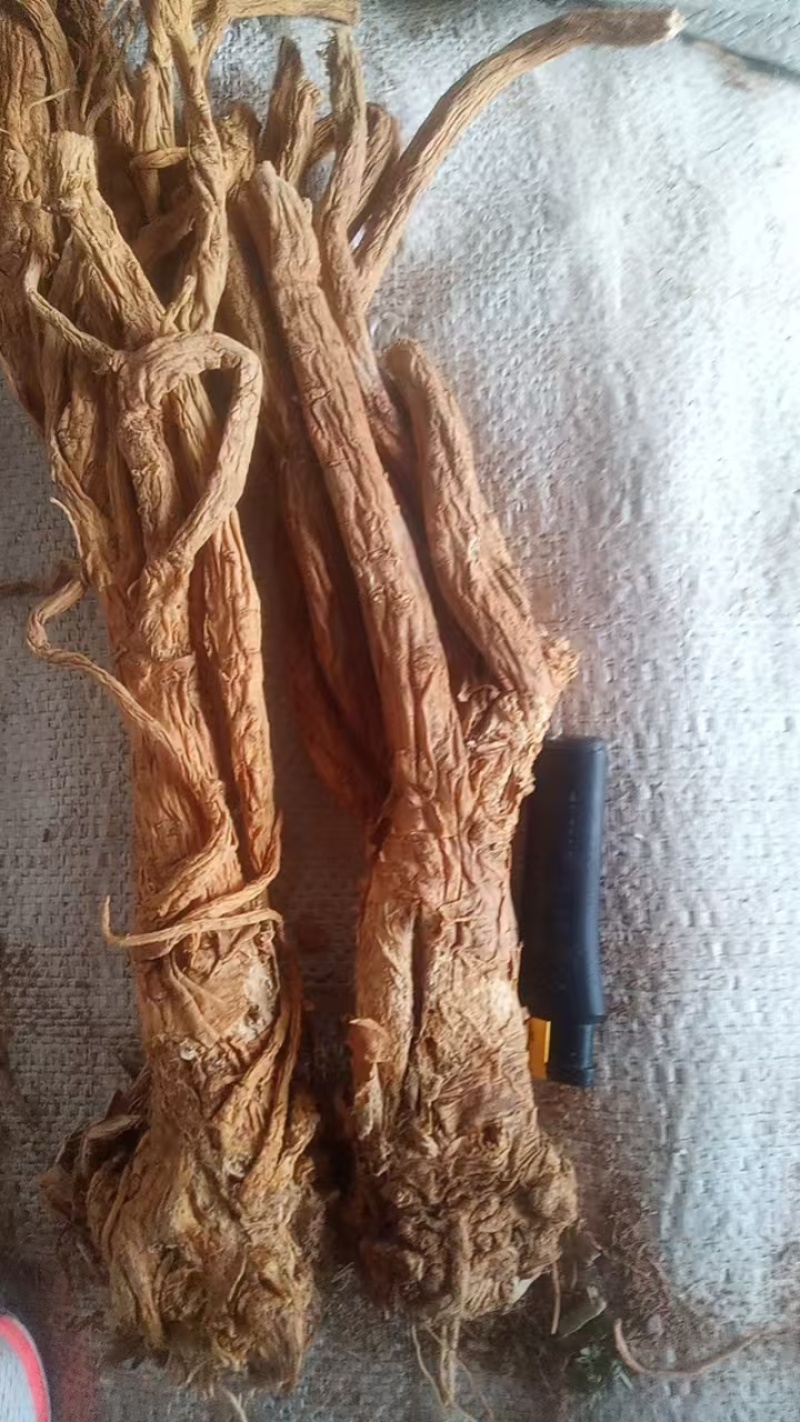 甘肃定西独活，产地直销，量大价优，欢迎来电合作
