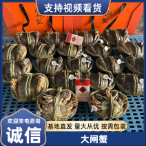 江苏兴化精品六月黄大闸蟹，大量供应全国发货，塘口直供