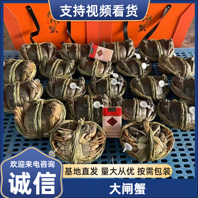 江苏兴化精品六月黄大闸蟹，大量供应全国发货，塘口直供