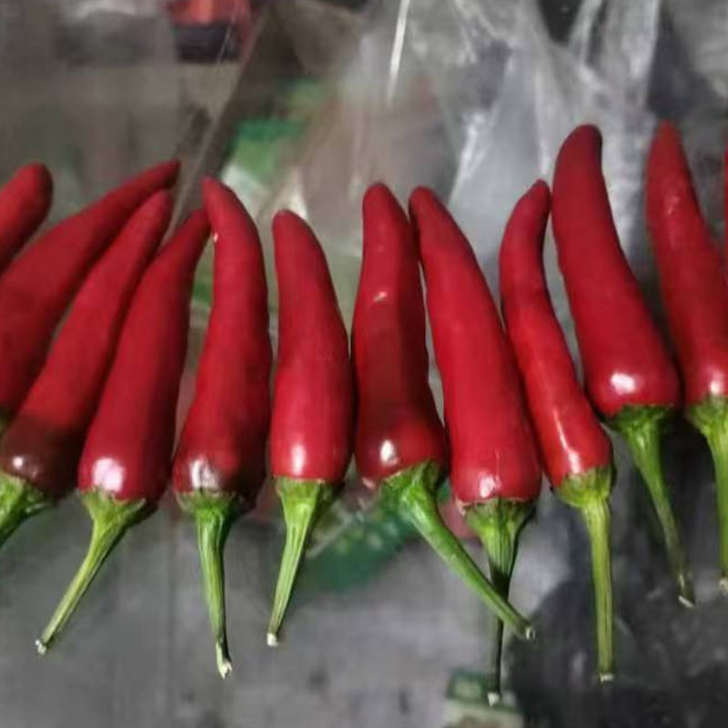 聚缘618朝天椒种子干鲜两用酱椒红皮早熟挂果集中