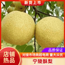 （热卖）酥梨大量上市欢迎前来采摘品尝采购