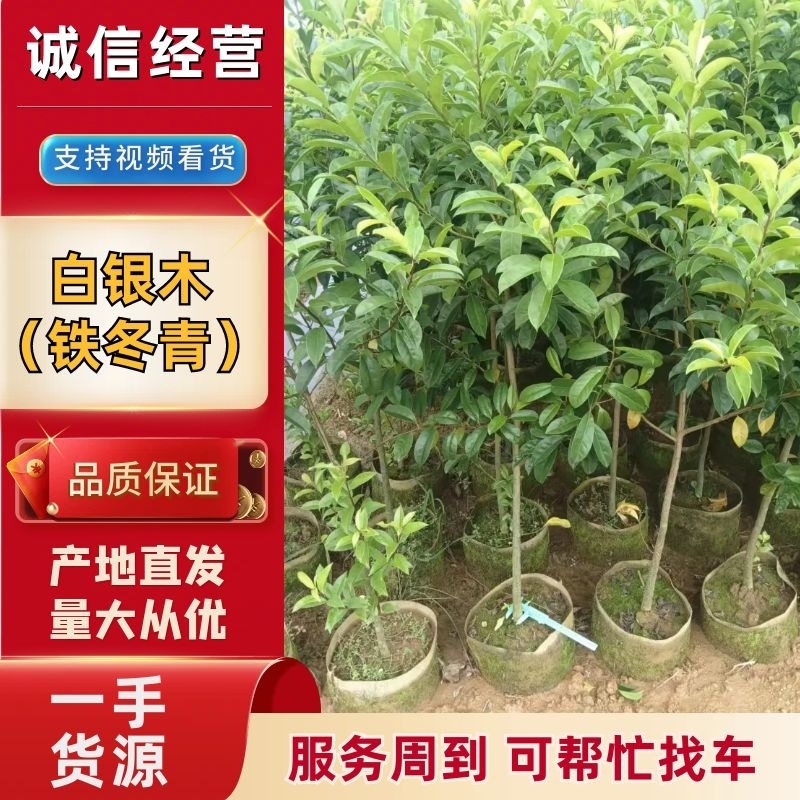 白银木铁冬青基地直发品种齐全技术指导量大优惠