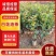 白花油茶油茶苗基地直发提供技术指导量大优惠