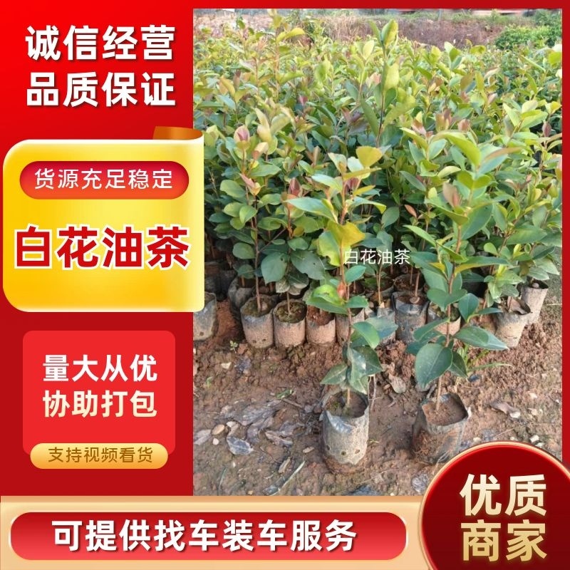 白花油茶油茶苗基地直发提供技术指导量大优惠