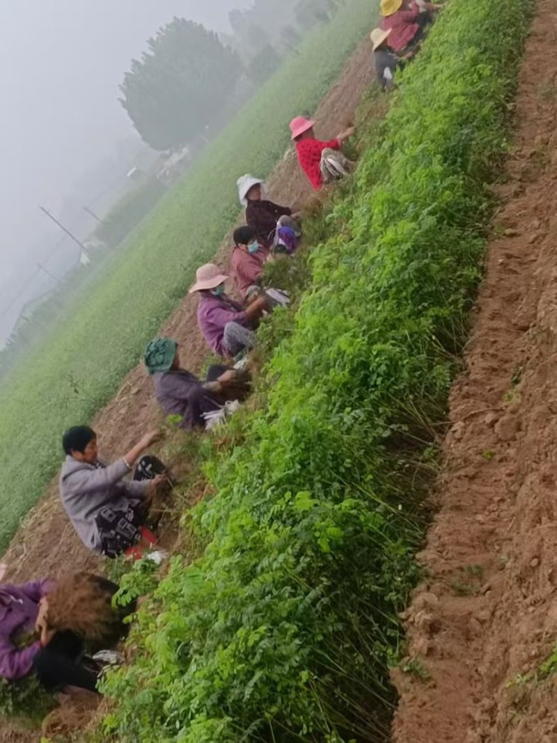 紫穗槐营养杯体20cm以上对接工程建设认可度高