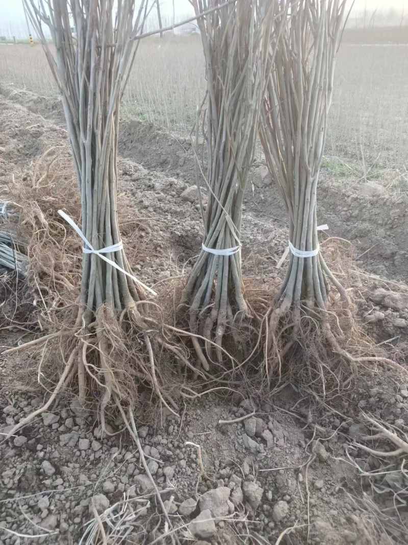 紫穗槐营养杯体20cm以上对接工程建设认可度高
