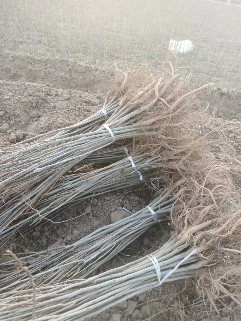 紫穗槐营养杯体20cm以上对接工程建设认可度高