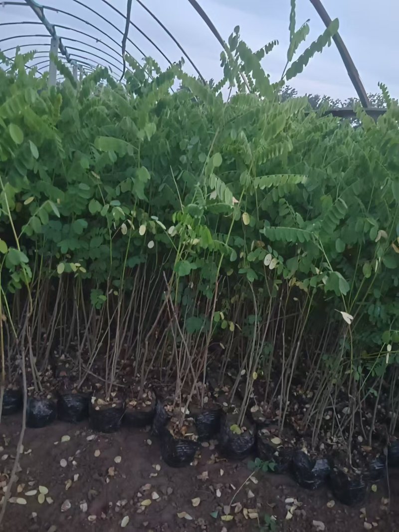 紫穗槐营养杯体20cm以上对接工程建设认可度高