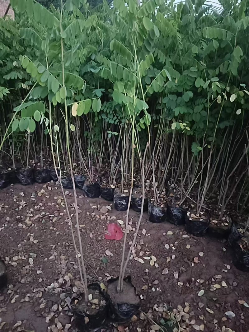 紫穗槐营养杯体20cm以上对接工程建设认可度高