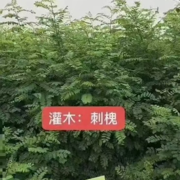 刺槐1-3公分小苗，1年苗成活率高货量大