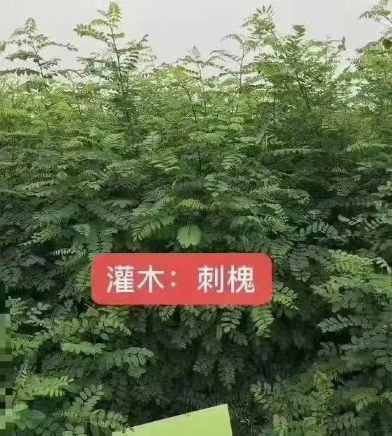 刺槐1-3公分小苗，1年苗成活率高货量大