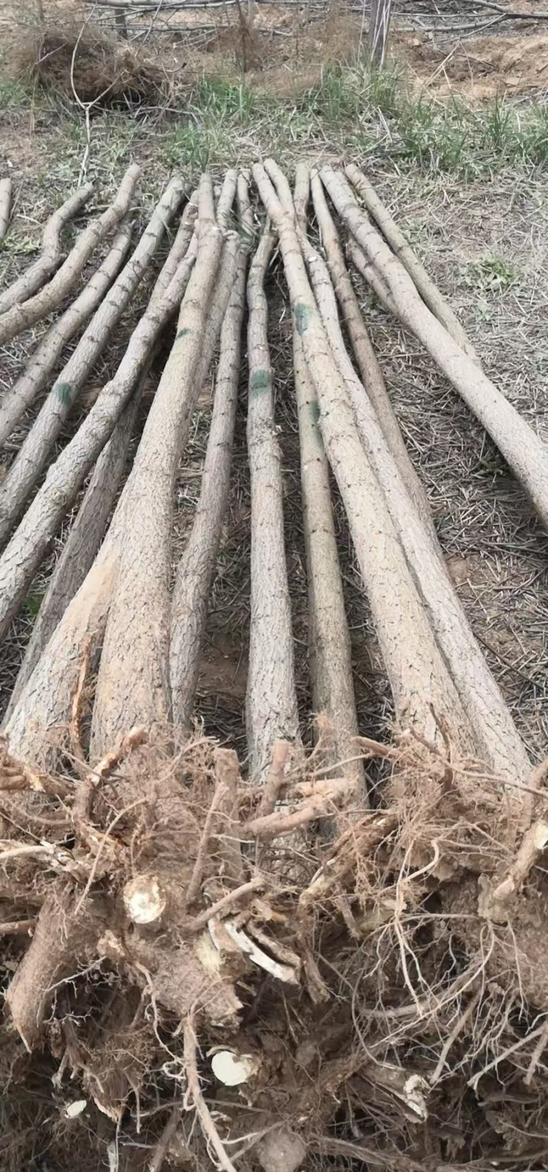 刺槐1-3公分小苗，1年苗成活率高货量大