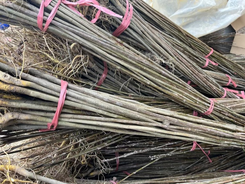 刺槐1-3公分小苗，1年苗成活率高货量大