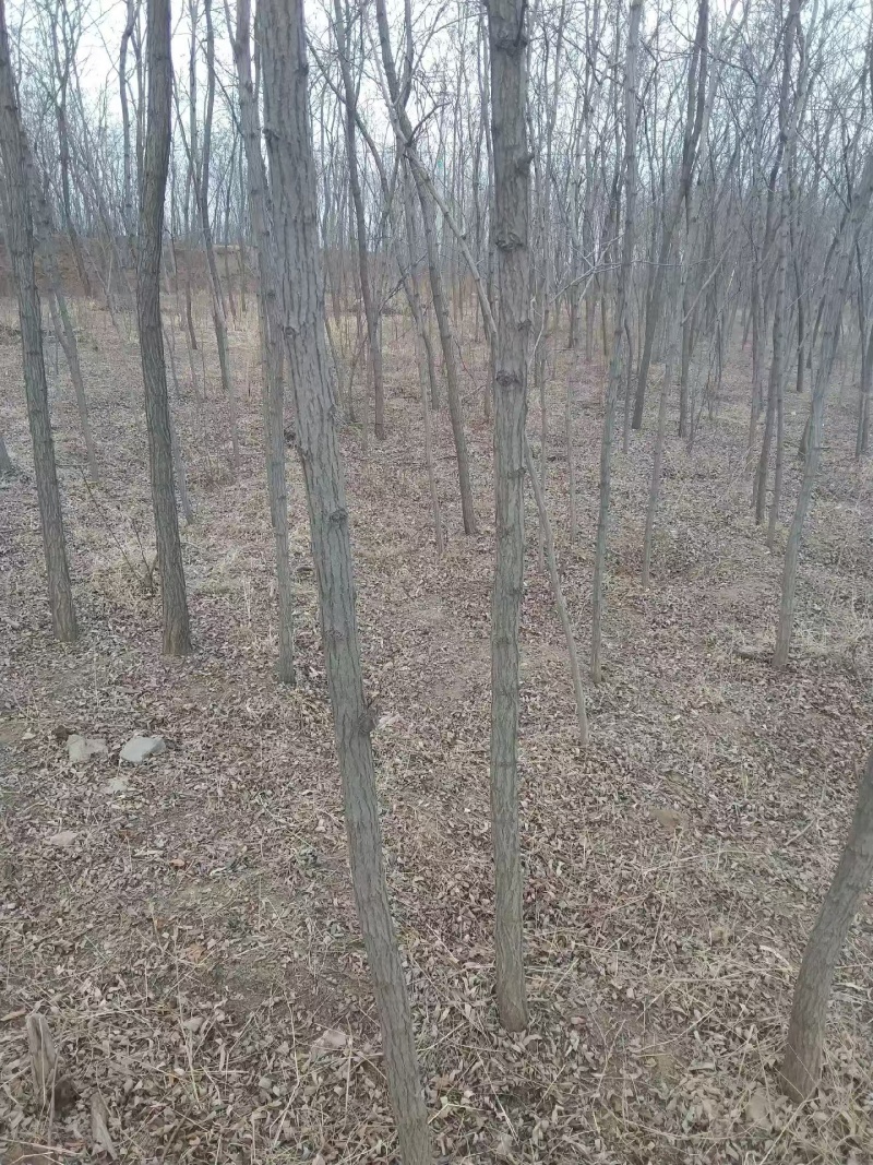 刺槐1-3公分小苗，1年苗成活率高货量大
